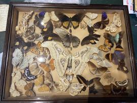 Taxidermy A Collection of Butterflies