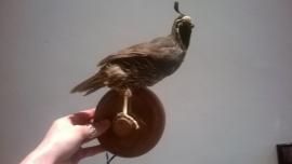 Taxidermy Quail bird