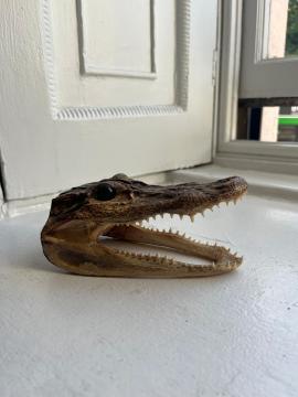 Alligator head taxidermy