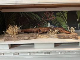 Alligator / Caymen taxidermy on stand