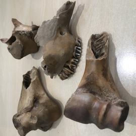 Wood Quay Bones