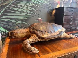 Taxidermy Loggerhead Sea Turtle