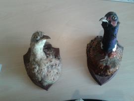 Two stuffed bird heads