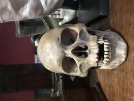Human Skull Replica