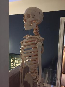 Doctor's Model of Skeleton
