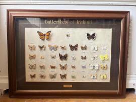 Butterflies of Ireland taxidermy, framed