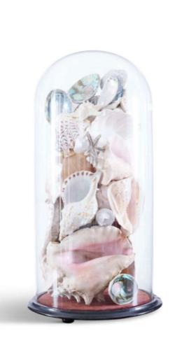 Shells in Glass Display Case
