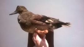 Taxidermy duck