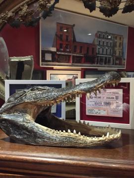 Taxidermy crocodile head