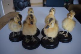 Real taxidermy ducklings (x6)